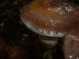 Cortinarius praestans image