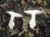 Cortinarius praestans image