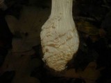 Cortinarius praestans image