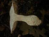 Cortinarius praestans image