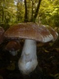 Cortinarius praestans image