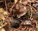 Plectania melaena image