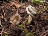 Helvella compressa image