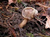 Helvella compressa image