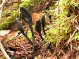 Trichoglossum hirsutum image
