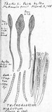 Trichoglossum hirsutum image