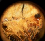 Phanerochaete chrysorhizon image