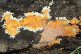 Phanerochaete chrysorhizon image