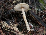 Lepiota magnispora image