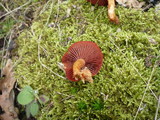 Cortinarius purpureus image