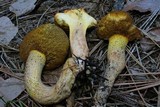 Suillus fuscotomentosus image