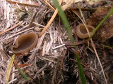 Peziza vesiculosa image