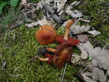 Cortinarius purpureus image