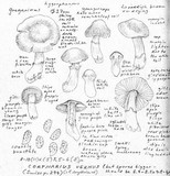 Cortinarius vernus image