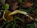 Tricholoma sulphureum image