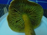 Tricholoma sulphureum image