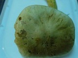 Tricholoma sulphureum image
