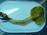 Tricholoma sulphureum image