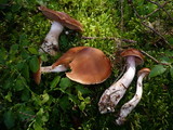 Cortinarius poecilopus image