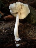 Pluteus petasatus image