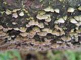 Trichaptum fuscoviolaceum image