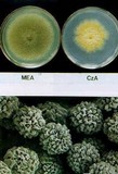 Aspergillus parasiticus image