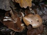 Cortinarius privignoides image