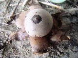 Geastrum nanum image