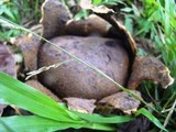 Scleroderma polyrhizum image