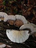 Trametes hirsuta image