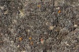 Image of Halecania pepegospora