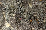 Halecania pepegospora image