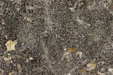 Halecania pepegospora image
