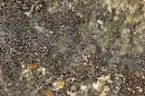 Halecania pepegospora image