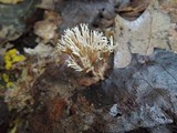 Lentaria micheneri image
