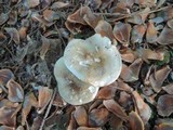 Tricholoma saponaceum image