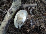 Tricholoma saponaceum image