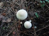 Inocybe umbratica image