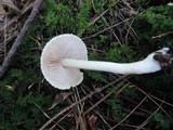 Inocybe umbratica image