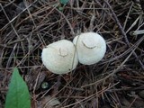 Inocybe umbratica image
