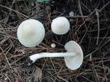 Inocybe umbratica image