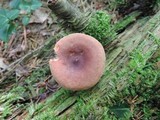 Lactarius rufus var. parvus image