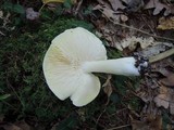 Tricholoma sejunctum image