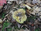 Tricholoma subsejunctum image