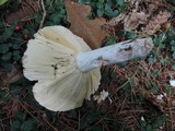 Russula vinosa image