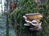 Sarcomyxa serotina image