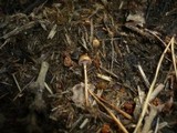 Psilocybe merdaria image