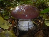 Cortinarius praestans image