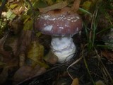 Cortinarius praestans image