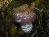 Cortinarius praestans image
